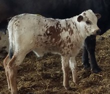 Heifer Calf