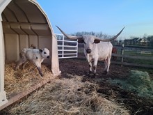 Dunn Zulu Safari x Sniped Bull