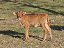 Annabelle Leigh x Fifty Cal heifer