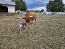 Double My Luck x PCC Knight Force Bull