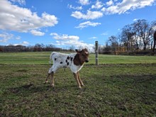 Dunn Zulu Safari  x Rebel HR 