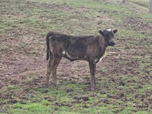 LC Hershey Snickers x RM Checkered Flag 