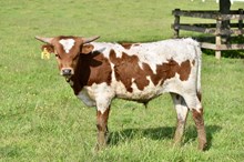 Rio Liza PC12 x Fifty Cal  Bull Calf