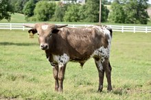 Double My Luck x PCC Knight Force Bull