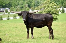 BLACK BETTY 