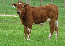 COWBOY GRANDE X LC HERSHEY'S SNICKERS BULL CALF