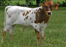 COWBOY CHEX X LC HERSHEY'S SNICKERS BULL CALF