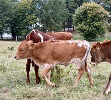 50’s Little Lady heifer