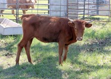 Annabelle Leigh Heifer